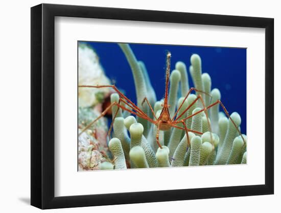 Spider Hermit Crab, Stenorhynchus Seticornis, Netherlands Antilles, Bonaire, Caribbean Sea-Reinhard Dirscherl-Framed Photographic Print