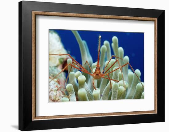 Spider Hermit Crab, Stenorhynchus Seticornis, Netherlands Antilles, Bonaire, Caribbean Sea-Reinhard Dirscherl-Framed Photographic Print