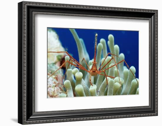 Spider Hermit Crab, Stenorhynchus Seticornis, Netherlands Antilles, Bonaire, Caribbean Sea-Reinhard Dirscherl-Framed Photographic Print