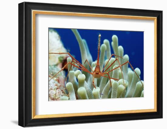 Spider Hermit Crab, Stenorhynchus Seticornis, Netherlands Antilles, Bonaire, Caribbean Sea-Reinhard Dirscherl-Framed Photographic Print