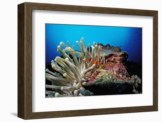 Spider Hermit Crabs in Anemone-Reinhard Dirscherl-Framed Photographic Print