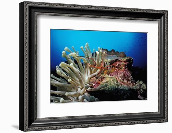 Spider Hermit Crabs in Anemone-Reinhard Dirscherl-Framed Photographic Print