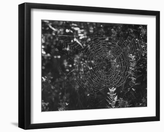 Spider in Its Web: Orb Weaver's Web, Measuring 3 Feet Across-Andreas Feininger-Framed Photographic Print