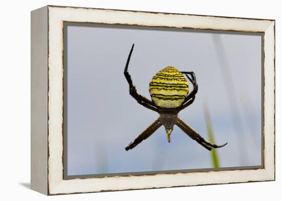 Spider in Web, Baliem Valley, Indonesia-Reinhard Dirscherl-Framed Premier Image Canvas