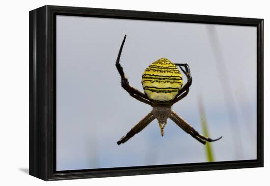 Spider in Web, Baliem Valley, Indonesia-Reinhard Dirscherl-Framed Premier Image Canvas