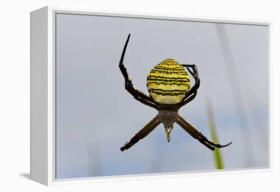 Spider in Web, Baliem Valley, Indonesia-Reinhard Dirscherl-Framed Premier Image Canvas