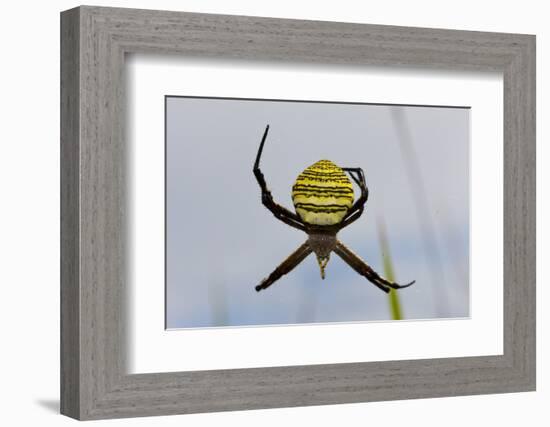 Spider in Web, Baliem Valley, Indonesia-Reinhard Dirscherl-Framed Photographic Print