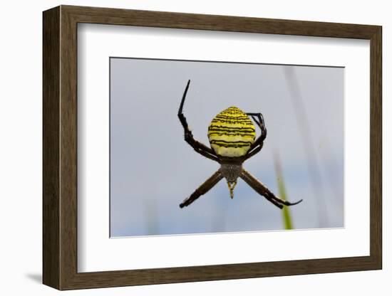 Spider in Web, Baliem Valley, Indonesia-Reinhard Dirscherl-Framed Photographic Print
