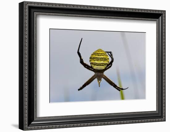 Spider in Web, Baliem Valley, Indonesia-Reinhard Dirscherl-Framed Photographic Print