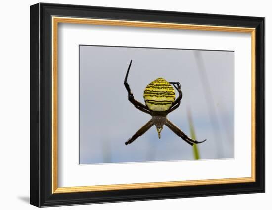 Spider in Web, Baliem Valley, Indonesia-Reinhard Dirscherl-Framed Photographic Print