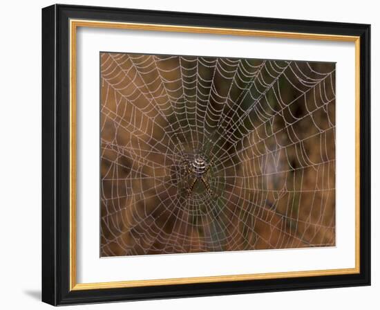 Spider in Web, Washington, USA-Terry Eggers-Framed Photographic Print