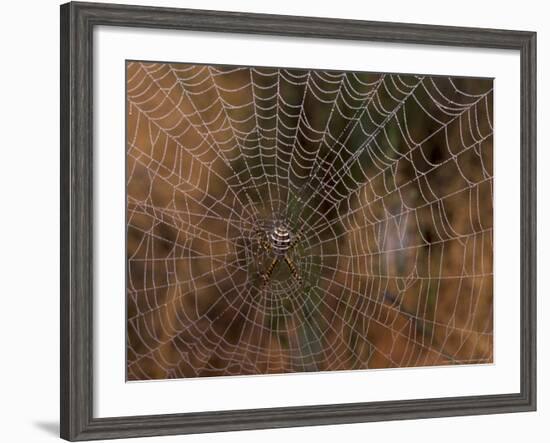 Spider in Web, Washington, USA-Terry Eggers-Framed Photographic Print