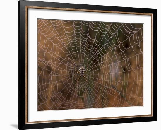 Spider in Web, Washington, USA-Terry Eggers-Framed Photographic Print