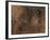 Spider in Web, Washington, USA-Terry Eggers-Framed Photographic Print