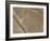 Spider, Lines and Geoglyphs of Nasca, UNESCO World Heritage Site, Peru, South America-Christian Kober-Framed Photographic Print