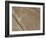 Spider, Lines and Geoglyphs of Nasca, UNESCO World Heritage Site, Peru, South America-Christian Kober-Framed Photographic Print