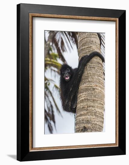 Spider monkey (Atelidae), Achutupu, San Blas Islands, Kuna Yala, Panama, Central America-Michael Runkel-Framed Photographic Print