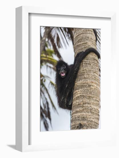 Spider monkey (Atelidae), Achutupu, San Blas Islands, Kuna Yala, Panama, Central America-Michael Runkel-Framed Photographic Print