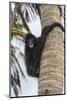 Spider monkey (Atelidae), Achutupu, San Blas Islands, Kuna Yala, Panama, Central America-Michael Runkel-Mounted Photographic Print