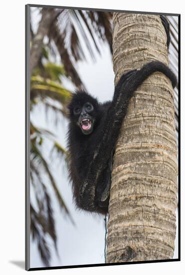 Spider monkey (Atelidae), Achutupu, San Blas Islands, Kuna Yala, Panama, Central America-Michael Runkel-Mounted Photographic Print