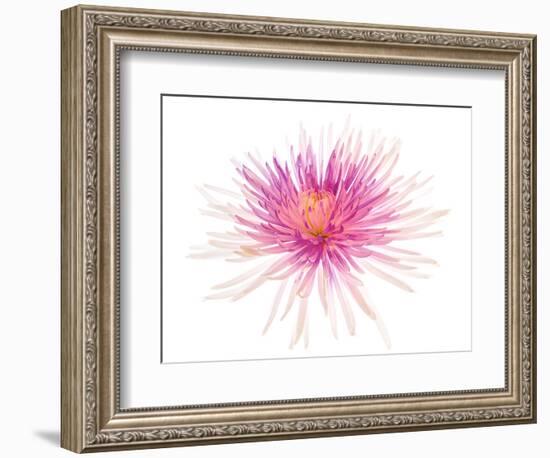 Spider Mum or Chrysanthemum on a white background-Panoramic Images-Framed Photographic Print