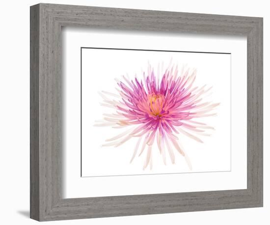 Spider Mum or Chrysanthemum on a white background-Panoramic Images-Framed Photographic Print