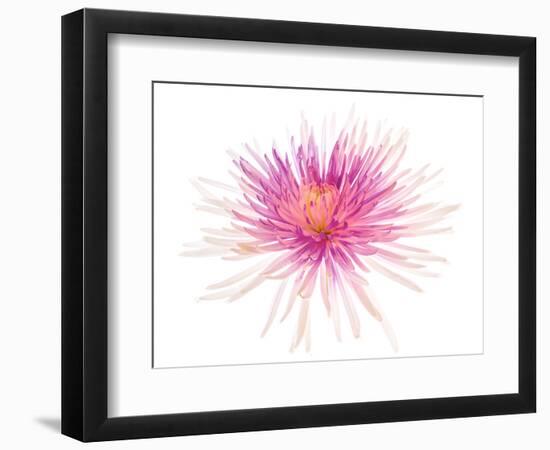 Spider Mum or Chrysanthemum on a white background-Panoramic Images-Framed Photographic Print