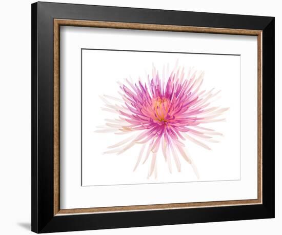 Spider Mum or Chrysanthemum on a white background-Panoramic Images-Framed Photographic Print