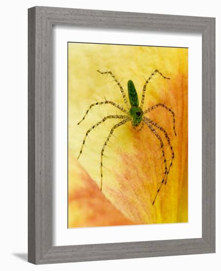 Spider on Daylily, Savannah, Georgia, USA-Joanne Wells-Framed Photographic Print