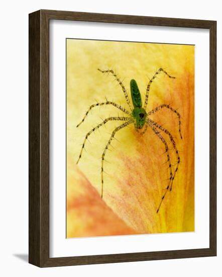 Spider on Daylily, Savannah, Georgia, USA-Joanne Wells-Framed Photographic Print