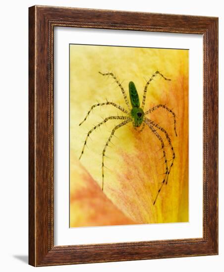 Spider on Daylily, Savannah, Georgia, USA-Joanne Wells-Framed Photographic Print