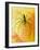 Spider on Daylily, Savannah, Georgia, USA-Joanne Wells-Framed Photographic Print