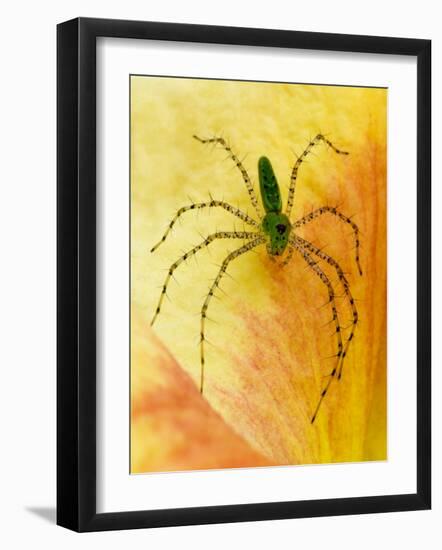 Spider on Daylily, Savannah, Georgia, USA-Joanne Wells-Framed Photographic Print