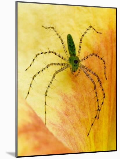 Spider on Daylily, Savannah, Georgia, USA-Joanne Wells-Mounted Photographic Print