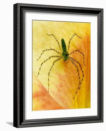 Spider on Daylily, Savannah, Georgia, USA-Joanne Wells-Framed Photographic Print