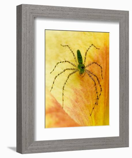 Spider on Daylily, Savannah, Georgia, USA-Joanne Wells-Framed Photographic Print