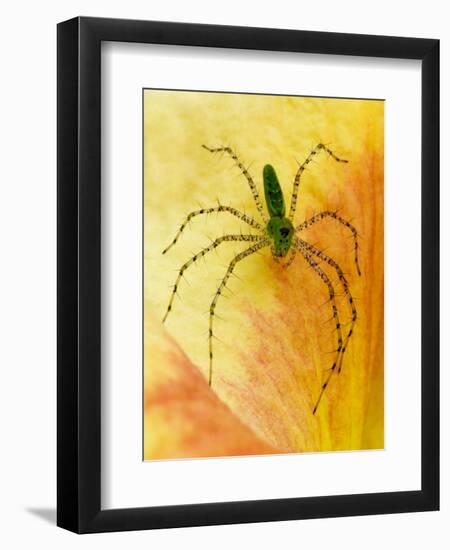 Spider on Daylily, Savannah, Georgia, USA-Joanne Wells-Framed Photographic Print