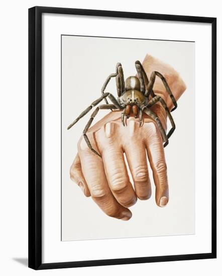 Spider on Hand, Ctenidae, Artwork by Mike Taylor-null-Framed Giclee Print