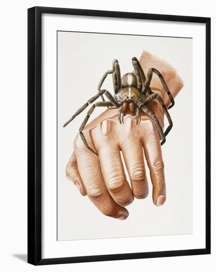 Spider on Hand, Ctenidae, Artwork by Mike Taylor-null-Framed Giclee Print