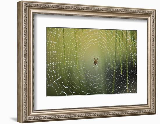 Spider on Wet Web-Peter Skinner-Framed Photographic Print