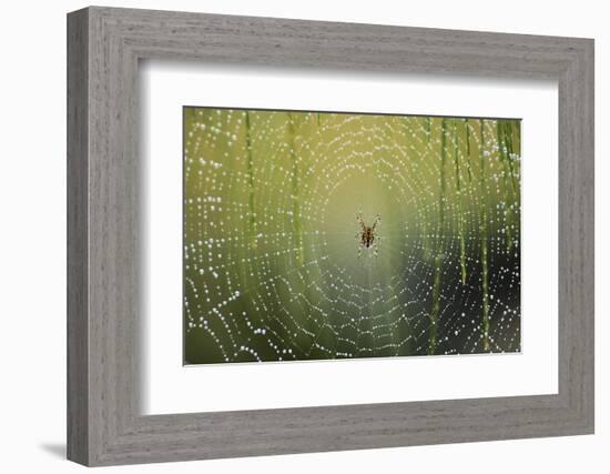 Spider on Wet Web-Peter Skinner-Framed Photographic Print