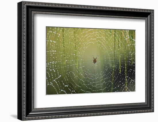 Spider on Wet Web-Peter Skinner-Framed Photographic Print