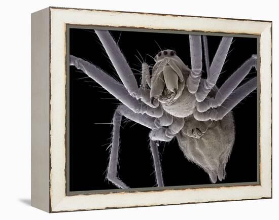 Spider, SEM-Steve Gschmeissner-Framed Premier Image Canvas