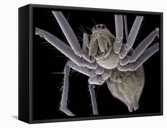 Spider, SEM-Steve Gschmeissner-Framed Premier Image Canvas