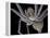 Spider, SEM-Steve Gschmeissner-Framed Premier Image Canvas