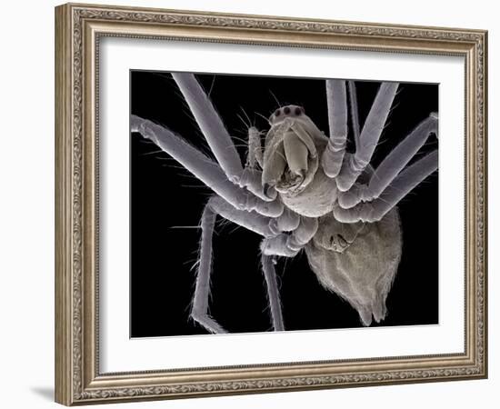 Spider, SEM-Steve Gschmeissner-Framed Photographic Print