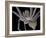 Spider, SEM-Steve Gschmeissner-Framed Photographic Print