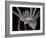 Spider, SEM-Steve Gschmeissner-Framed Photographic Print