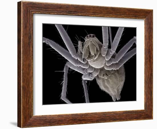 Spider, SEM-Steve Gschmeissner-Framed Photographic Print