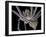 Spider, SEM-Steve Gschmeissner-Framed Photographic Print